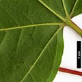 SpeciesSub: subsp. sinicum SpeciesSub: subsp. sinicum